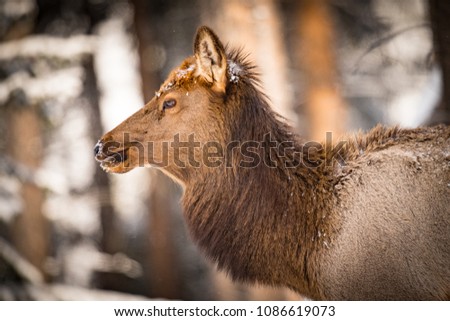 Wild Elk in snowy Banff National Park Alberta Canada