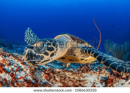 Hawksbill Sea Turtle investigating the camera on a tropical coral reef