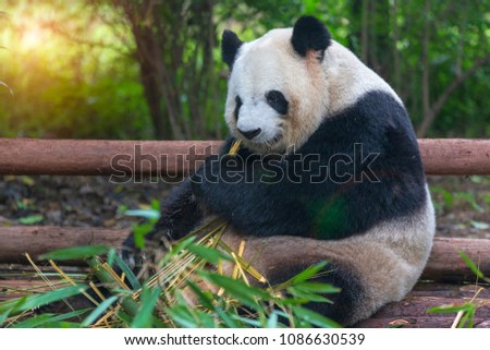 
Chinese park, panda eating bamboo pictures