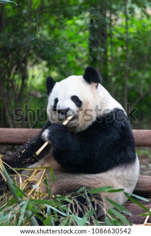 
Chinese park, panda eating bamboo pictures