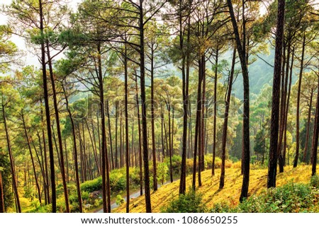Beautiful view of pine forest at himalaya range, Almora, Ranikhet, Uttarakhand, India.