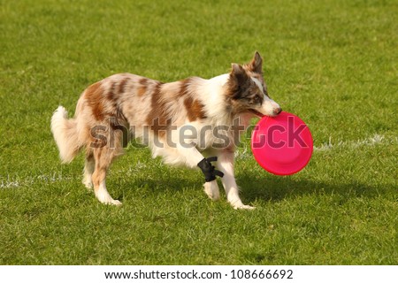 A picture of a border collie catching pink frisbee on the green grass
