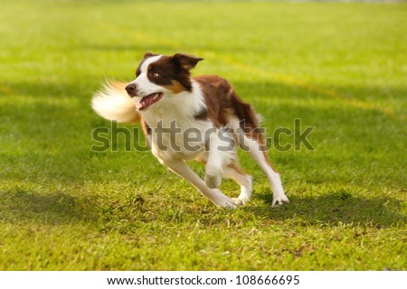A picture of a fast border collie running on the green grass