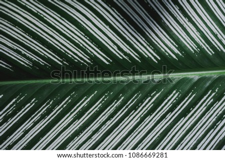 abstract, Green leaf pattern nature dark green background.