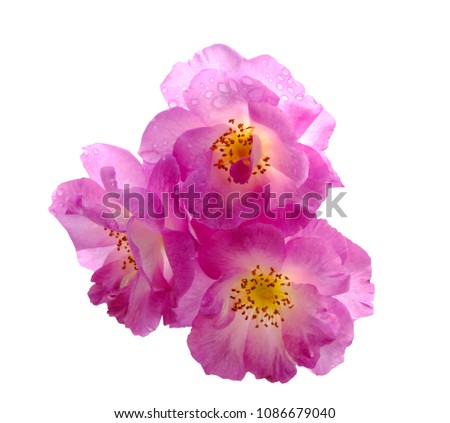 purple rose flowers Royalty-Free Stock Photo #1086679040