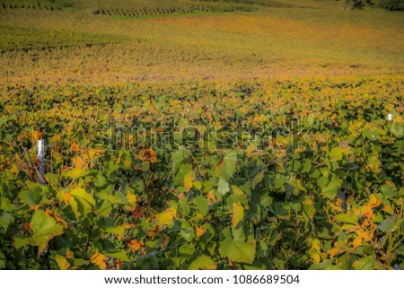 View of vineyards from Champagne area in France