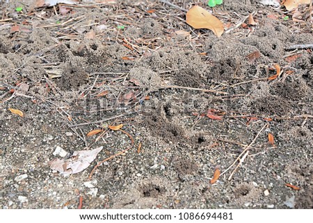 Ants are social animals living together, a lot of nesting, so it must be large....