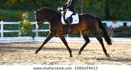 Brown horse in portraits during a dressage competition, photographed in the suspended phase with the leg extended.
 Royalty-Free Stock Photo #1086694613