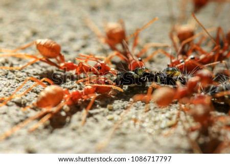 Close up Red ant eating worm at day time background.