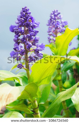 Violet flower,purple violet flowers in nature