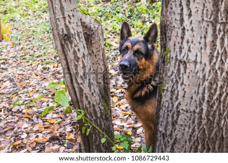 Dog German Shepherd near big tree outdoors in a summer day