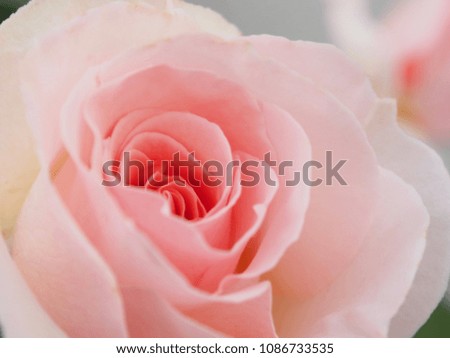 Deliberately blurred pink rose flowers, close-up