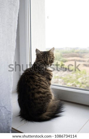 
Siberian cat is sitting by the window
