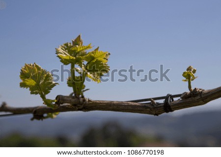 Green vine with small bunches of grapes.
