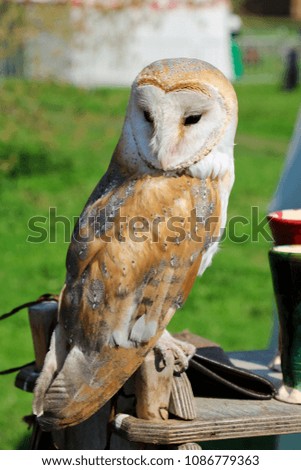 Photo of an beautiful barn owl, Owl-barn owl perched on a wooden table.
