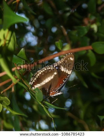 A close-up photograph of a female Eggfly Butterfly (Hypolimnas bolina) in Brisbane, Australia. 