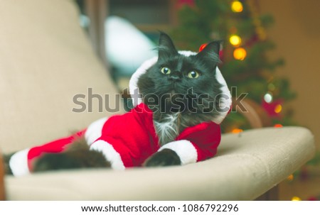 Photo of New Year's cat in Santa's costume