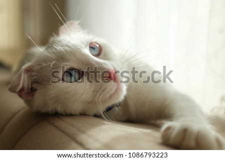 Blue eyed white kitten