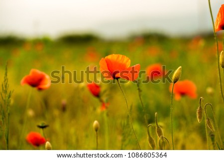 Green field of red poppy flowers in the sunshine of sunset.