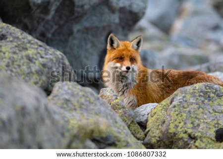The fox in the High Tatras mountain region standing on a stone.
