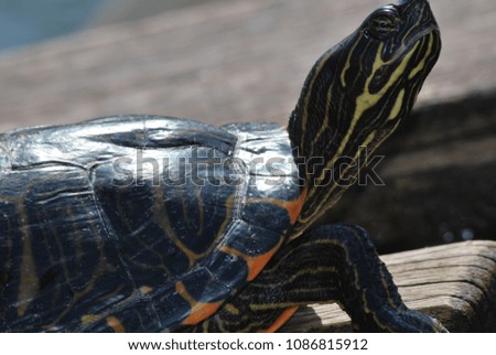 Water Turtle in Lake / Tortuga en Lago