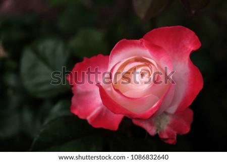 Wonderful pink rose, Italy