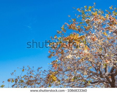 Tropical tree with multicolored leave over blue sky in summer day.