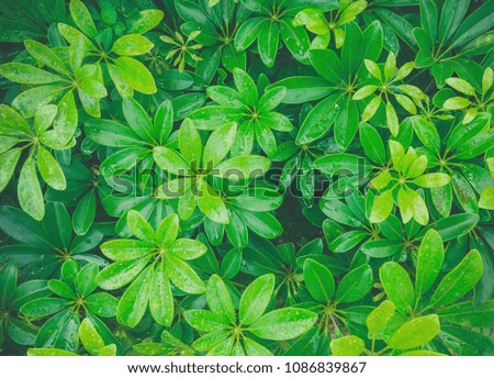 Top view of green leaves with rain water on green leaves, Close-up of fresh green leaves with rain drops on green leaves.