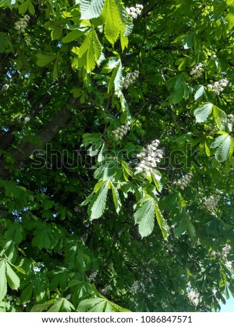Photo of flowering chestnut. A beautiful chestnut flower against a background of green leaves.