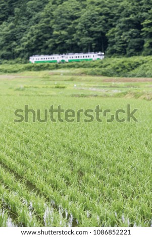 Rice field and Tadami railway line in summer season at Fukushima prefecture.