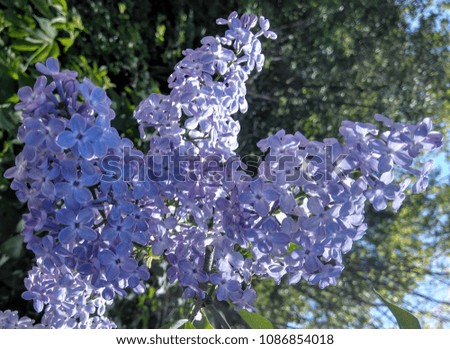 Photo of the May garden. Lilac in bloom. Pleasant flowers on a warm background.