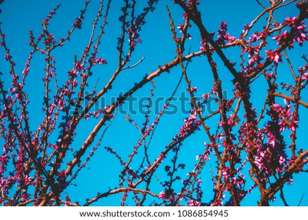beautiful pink blossoms on branches