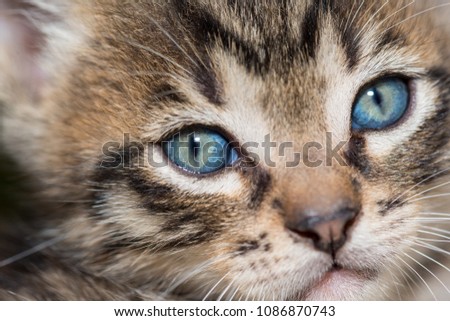 Cute Blue Eyes Baby Cat