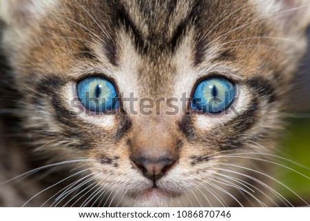 Cute Blue Eyes Baby Cat