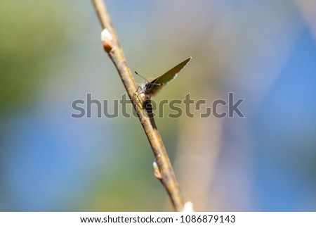 Blue green butterfly on a branch of a tree