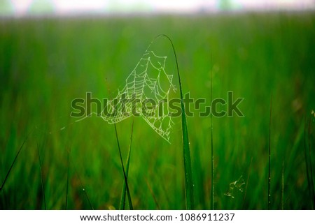 Green background spider net or spider web or cobweb and green leaves in farm.