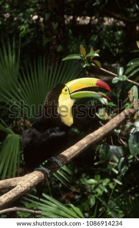 Colorful Keel-billed toucan with open beak posed on branch with tropical vegetation in background, Belize.