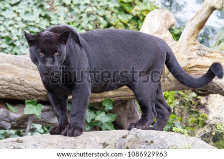 jaguar looking at its prey 