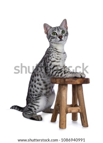 Cute silver spotted Egyptian Mau cat kitten sitting with front pawson a little wooden stool isolated on white background and looking up