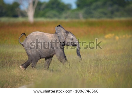 Baby African Bush Elephant, Loxodonta africana, running through a grassy savanna with several trees in the background. African wildlife photography. Moremi game reserve, Botswana.