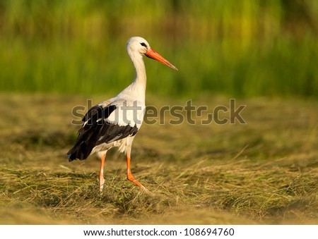 Stork alone on grass