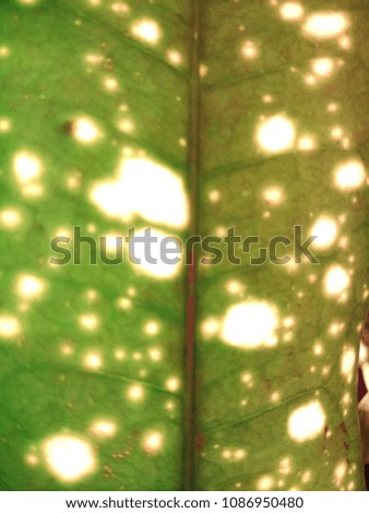 Abstract out of focus lights coming from the mother nature with abstract background of Multicolor Colorful Leaf. 