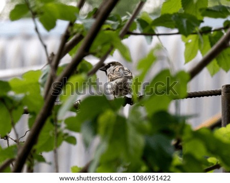 Sparrow close-up. Bird on nature background.