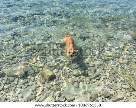 Pembroke welsh corgi dog swimming in the sea on a sunny day. Young dog enjoys in summer vacation in Croatia