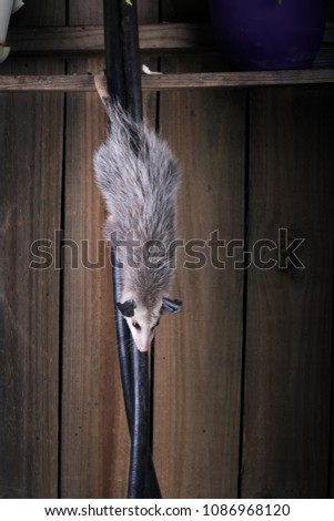 The young Virginia opossum (Didelphis virginiana) descends purposefully down the garden hose down against the background of the fence. Night Scene. Texas, United States