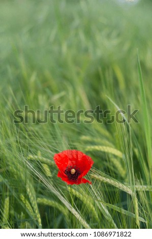 Lonely poppy in the wheat