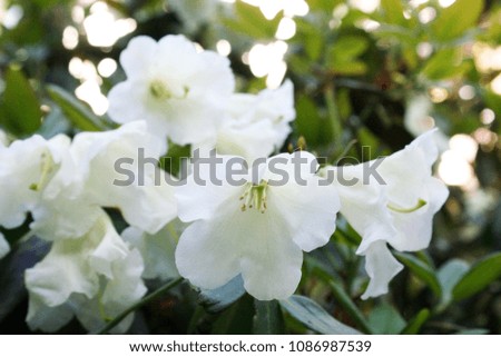 White azalea (Rhododendron)  flowers in garden 