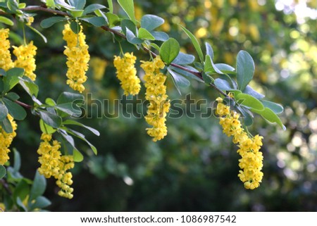 Bright yellow barberry (Berberis vulgaris) flowers