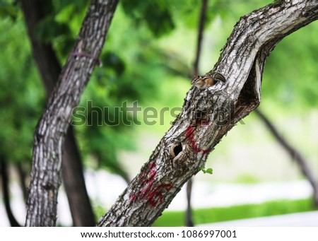 Chipmunk on the branch