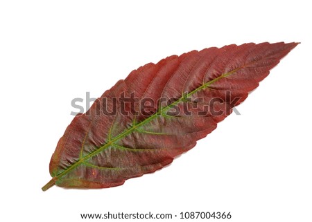 Red leaves isolated on white background. Top view one leea rubra leaf ,Space for text in template. 